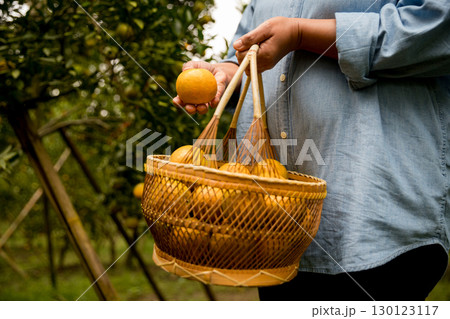 Business farm ripe orange concept farmer hand pick nature fruit citrus orchard mandarin tree growing organic lush leaves background green vibrant garden crop leaf laden branches plant close up growth 130123117
