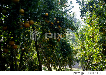Business farm orange concept nature fruit citrus orchard mandarin tree growing, vibrant organic lush leaves background farmer green garden crop leaf ripe laden branches plant close up farming growth. 130123118