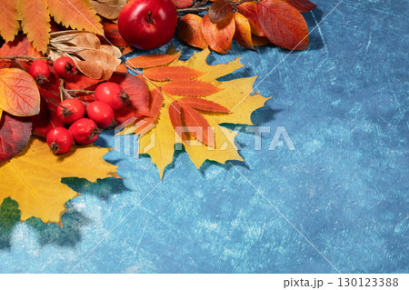 Different vibrant autumn leaves and red fruits arranged on textured blue background with copy space Different vibrant autumn leaves and red fruits arranged on textured blue background with copy space 130123388