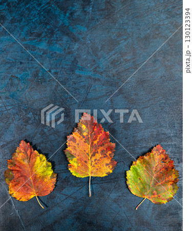 Beautiful colorful autumn leaves arranged on dark textured vertical background with copy space Beautiful colorful autumn leaves arranged on dark textured vertical background with copy space 130123394
