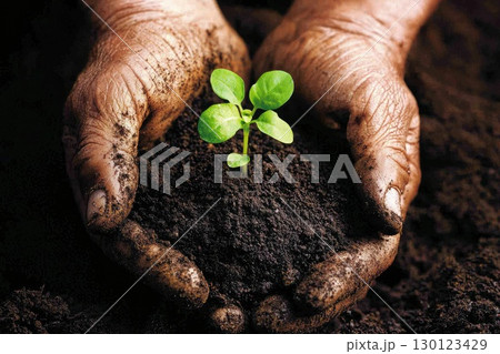 Hands Holding Dark Rich Soil with a Small Plant Hands Holding Dark Rich Soil with a Small Plant 130123429