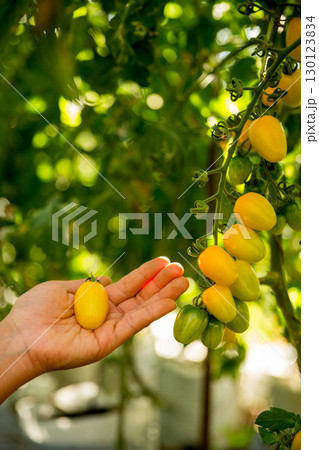 Smart farming techniques hydroponic salad vegetables business farm technology ensuring fresh sustainable produce farmer hand pick non gmo tomato red yellow green agriculture promotes support living Smart farming techniques hydroponic salad vegetables business farm technology ensuring fresh sustainable produce farmer hand pick non gmo tomato red yellow green agriculture promotes support living 130123834
