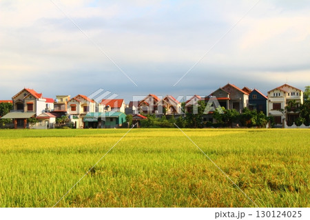 rice fields in vietnam rice fields in vietnam 130124025