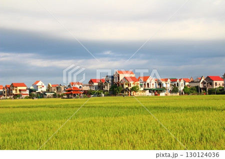 rice fields in vietnam 130124036