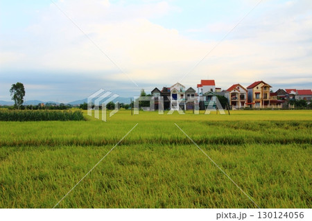 rice fields in vietnam 130124056