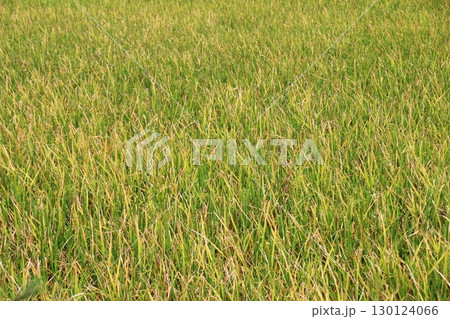 rice fields in vietnam rice fields in vietnam 130124066
