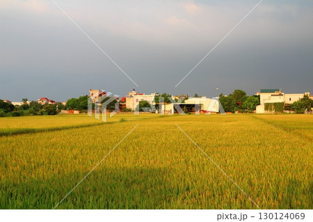 rice fields in vietnam rice fields in vietnam 130124069