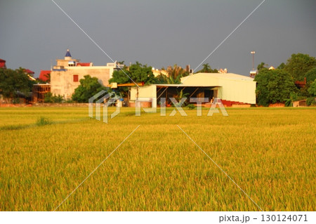 rice fields in vietnam rice fields in vietnam 130124071