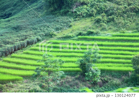 rice fields in vietnam rice fields in vietnam 130124077