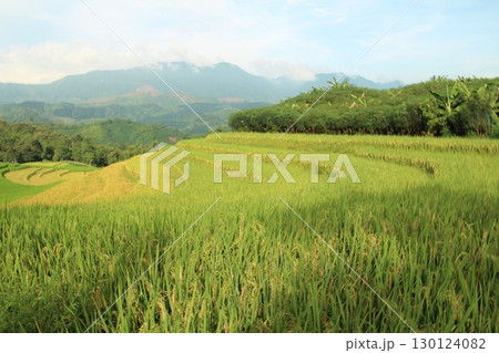 rice fields in vietnam rice fields in vietnam 130124082