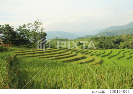 rice fields in vietnam rice fields in vietnam 130124092