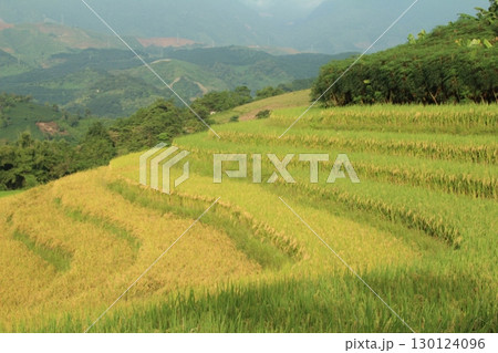 rice fields in vietnam 130124096
