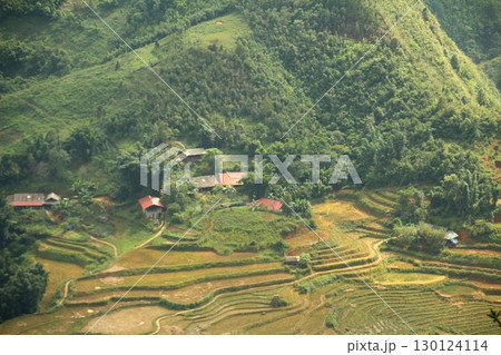 rice fields in vietnam 130124114