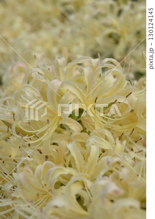A cluster of white spider lilies / 遊歩道沿いに群生する白い彼岸花 130124145