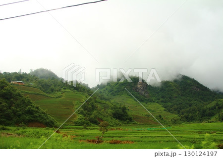 rice fields in vietnam 130124197