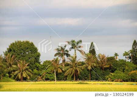 rice fields in vietnam rice fields in vietnam 130124199