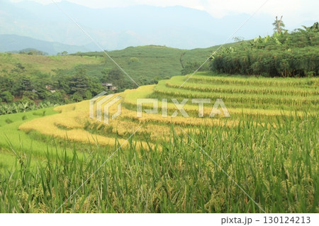 rice fields in vietnam rice fields in vietnam 130124213