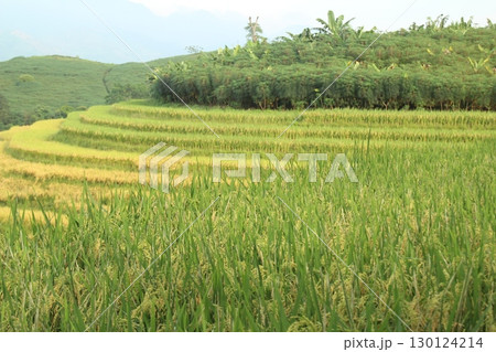 rice fields in vietnam rice fields in vietnam 130124214