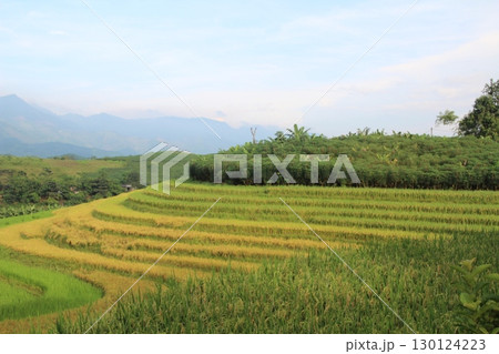 rice fields in vietnam 130124223