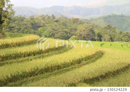 rice fields in vietnam 130124229