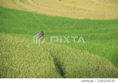 rice fields in vietnam 130124235