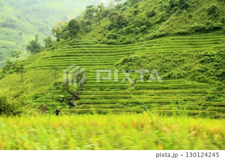 rice fields in vietnam 130124245