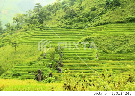 rice fields in vietnam rice fields in vietnam 130124246