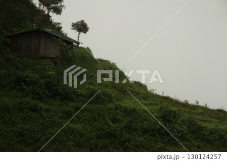 rice fields in vietnam rice fields in vietnam 130124257