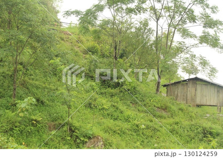 rice fields in vietnam 130124259