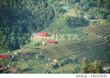 rice fields in vietnam 130124285