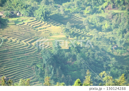 rice fields in vietnam rice fields in vietnam 130124288