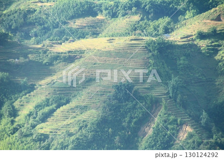 rice fields in vietnam 130124292