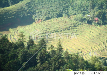 rice fields in vietnam 130124296