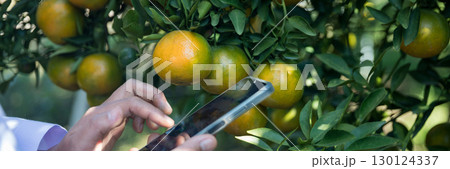 Business farm ripe orange concept farmer hand pick nature fruit citrus orchard mandarin tree growing organic lush leaves background green vibrant garden crop leaf laden branches plant close up growth 130124337