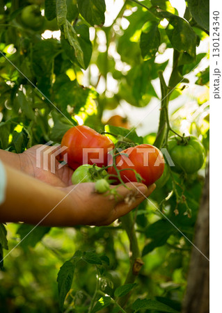 Smart farming techniques hydroponic salad vegetables business farm technology ensuring fresh sustainable produce farmer hand pick non gmo tomato red yellow green agriculture promotes support living 130124340