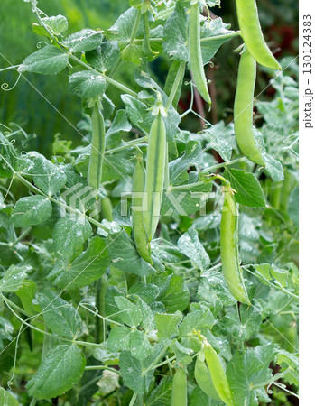 Bush of pea with ripe pods and fresh morning dew on garden. 130124383