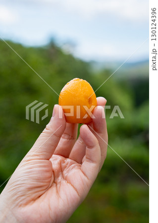 皮を向いたビワの果実 皮を向いたビワの果実 130124396