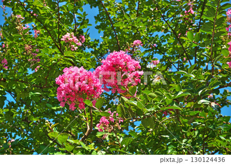 紅いサルスベリの花（夏、八月） 130124436