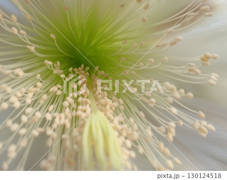 ヤマカル柱の花のクローズアップ ヤマカル柱の花のクローズアップ 130124518