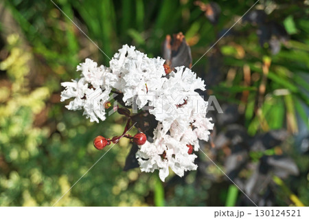 白いサルスベリの花（ブラックパールホワイト）（夏、八月） 130124521