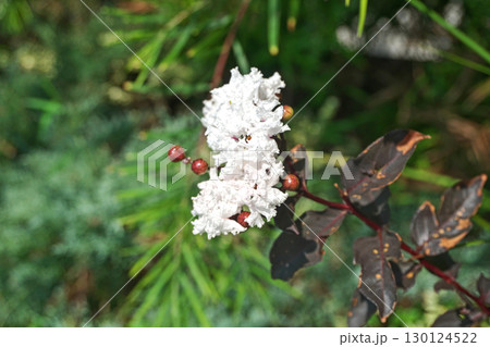 白いサルスベリの花（ブラックパールホワイト）（夏、八月） 130124522