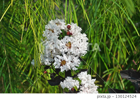 白いサルスベリの花(ブラックパールホワイト)(夏、八月) 白いサルスベリの花(ブラックパールホワイト)(夏、八月) 130124524