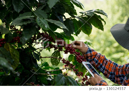 Farmer concept harvest hand ripe coffee seed robusta arabica berry close up fresh green leaf bean picking orange crop red yellow berries raw plant tree farm growth blur background eco organic garden 130124557