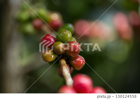 Farmer concept harvest fruit ripe coffee seed robusta arabica berry close up fresh green leaf bean picking orange crop red yellow berries raw plant tree farm growth blur background eco organic garden 130124558