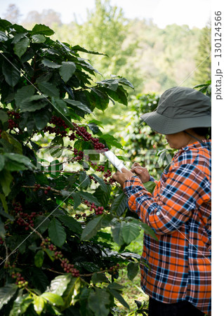 Farmer concept harvest hand ripe coffee seed robusta arabica berry close up fresh green leaf bean picking orange crop red yellow berries raw plant tree farm growth blur background eco organic garden Farmer concept harvest hand ripe coffee seed robusta arabica berry close up fresh green leaf bean picking orange crop red yellow berries raw plant tree farm growth blur background eco organic garden 130124566
