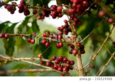 Farmer concept harvest fruit ripe coffee seed robusta arabica berry close up fresh green leaf bean picking orange crop red yellow berries raw plant tree farm growth blur background eco organic garden 130124568