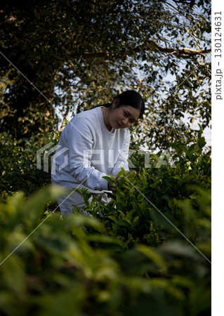 Business concept centers around fresh green tea reap background leaves organic farm with banner lush garden healthy plant tree leaves eco herbal farmer blur leaf plantation Freshness herbal natural 130124631