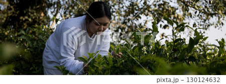 Business concept centers around fresh green tea reap background leaves organic farm with banner lush garden healthy plant tree leaves eco herbal farmer blur leaf plantation Freshness herbal natural Business concept centers around fresh green tea reap background leaves organic farm with banner lush garden healthy plant tree leaves eco herbal farmer blur leaf plantation Freshness herbal natural 130124632