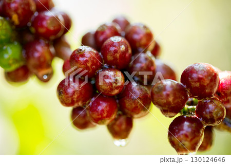 Farmer concept harvest fruit ripe coffee seed robusta arabica berry close up fresh green leaf bean picking orange crop red yellow berries raw plant tree farm growth blur background eco organic garden 130124646