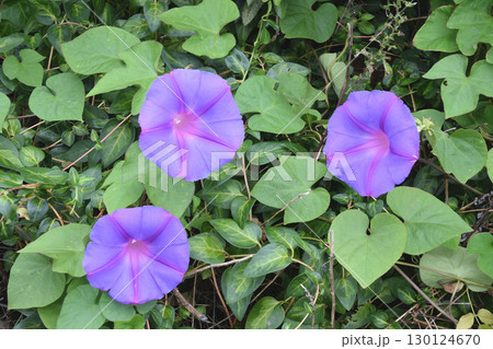 Morning glory flowers on a green wall / 壁面緑化の朝顔の花 130124670